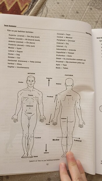  Beden Renk İnsan anatomisi kitapi
