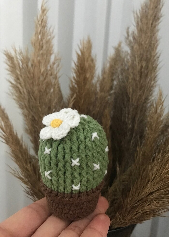 Mini kaktüsler - Görsel 2