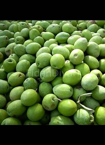 Zeytin