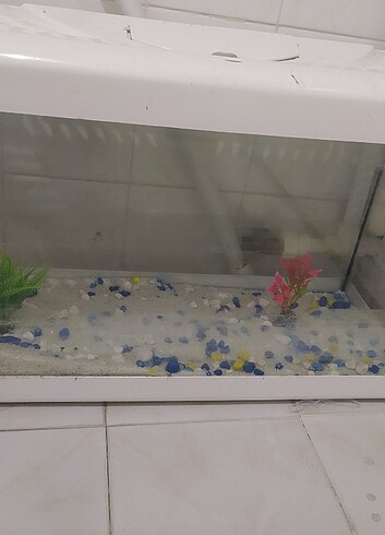 akvaryum ve motor - Görsel 2