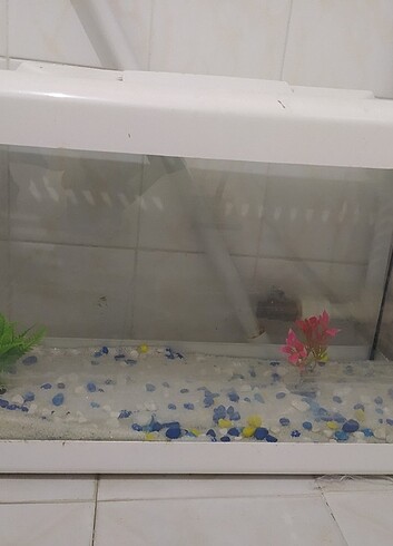 akvaryum ve motor - Görsel 5