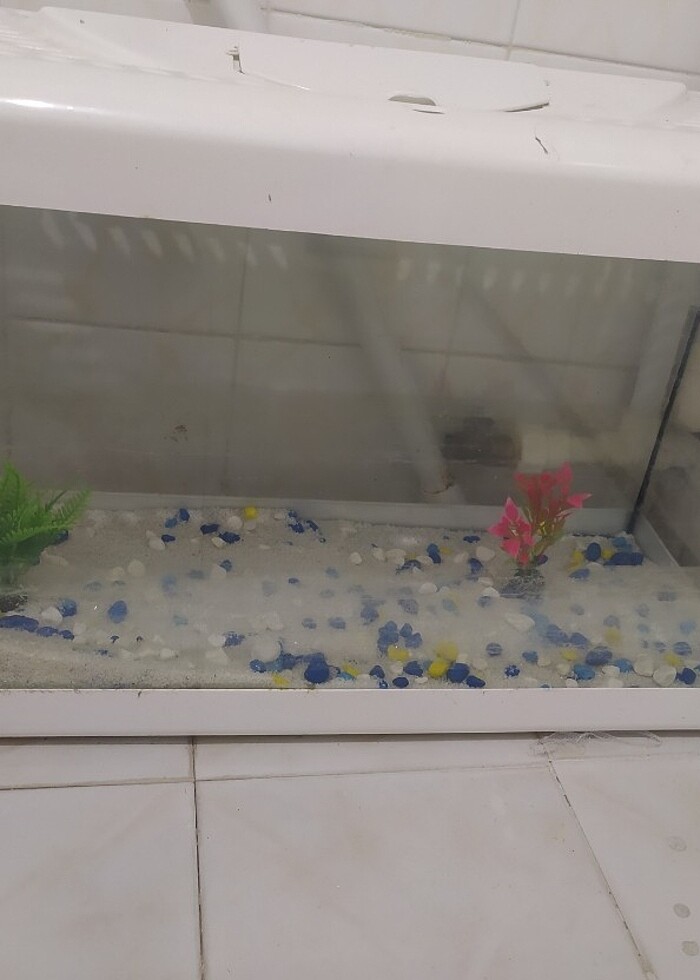 akvaryum ve motor - Görsel 2