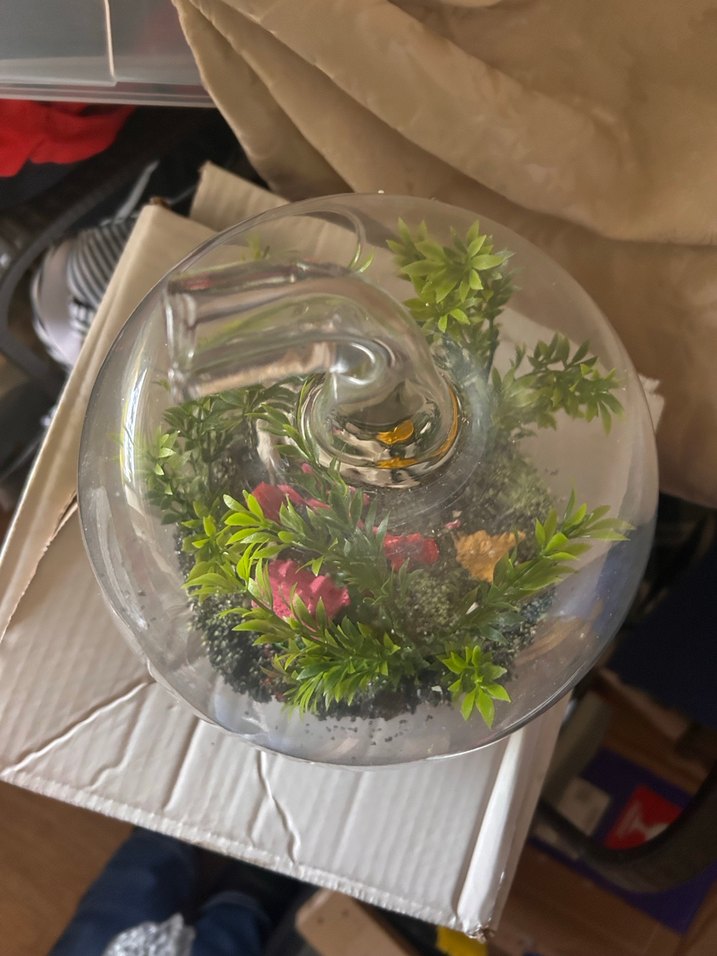 Cam Elma Teraryum Renkli ve Yeşil Bitkili - Görsel 3