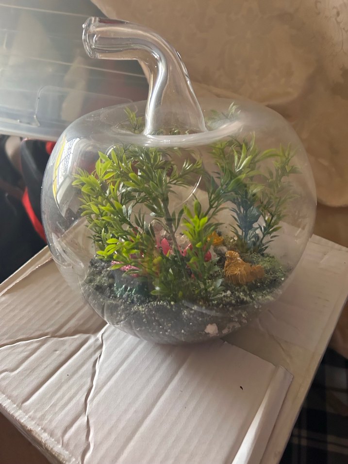 Cam Elma Teraryum Renkli ve Yeşil Bitkili - Görsel 2