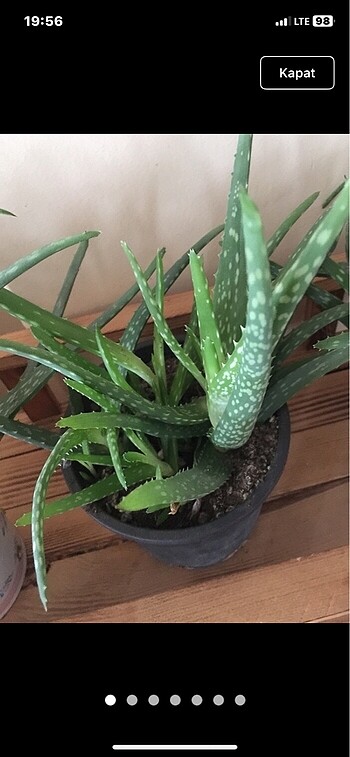  Beden Aloavera