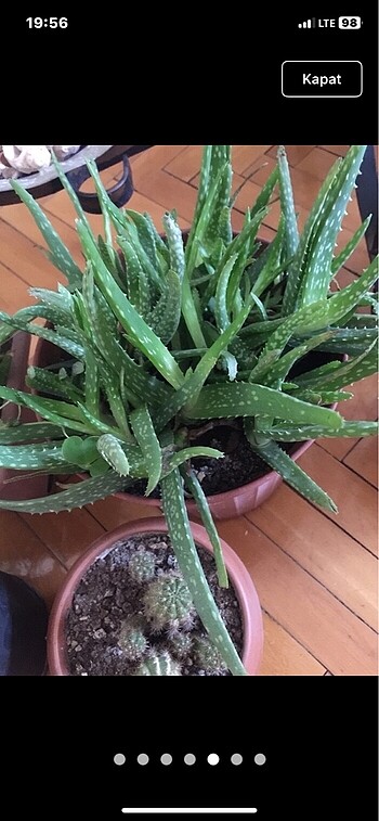 Aloavera