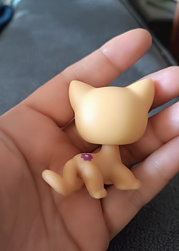 lps shorthair Cat miniş - Görsel 3