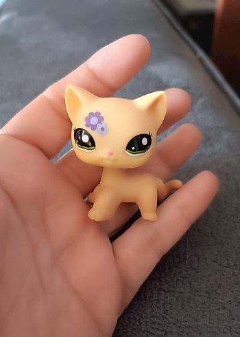 lps shorthair Cat miniş - Görsel 2