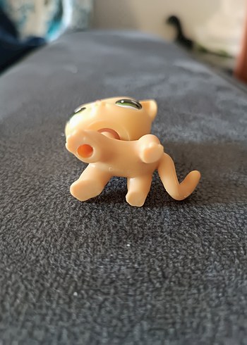 lps shorthair Cat miniş - Görsel 4