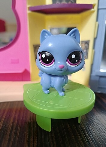 Lps kısa kuyruk kedi miniş 