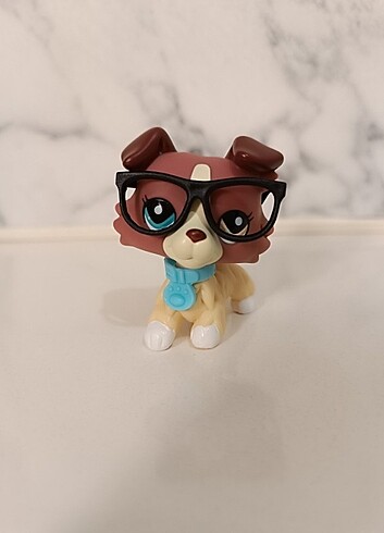  Beden Lps collie köpek miniş 