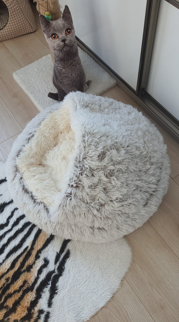 Bej ve gri tüylü kedi yatağı - Görsel 4