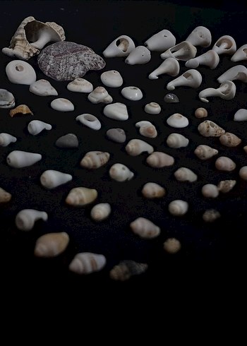 Beyaz Deniz Kabuğu - Görsel 3