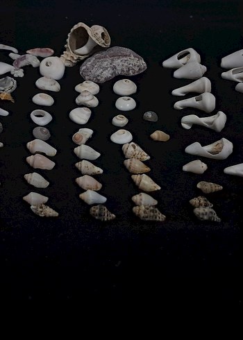 Beyaz Deniz Kabuğu - Görsel 2