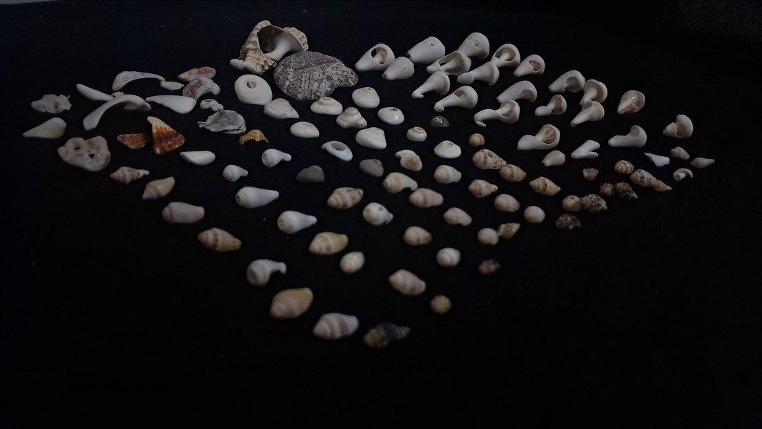 Beyaz Deniz Kabuğu - Görsel 3