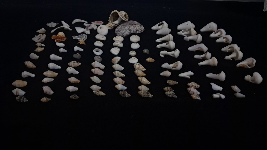 Beyaz Deniz Kabuğu - Görsel 2