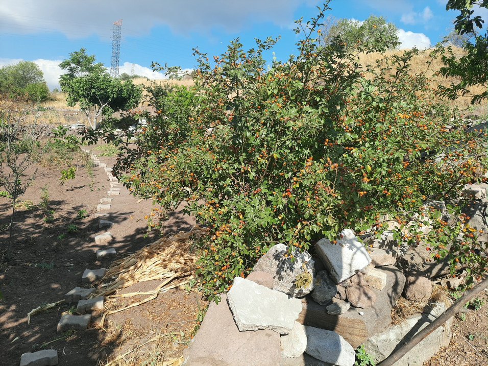 kusburnu - Görsel 2