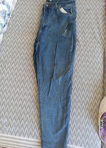 Kot Jean 