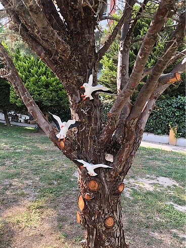 Beden siyah Renk Duvar kuşları