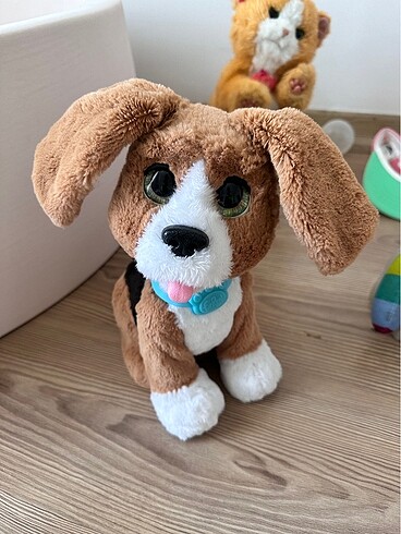 Eğitici köpek
