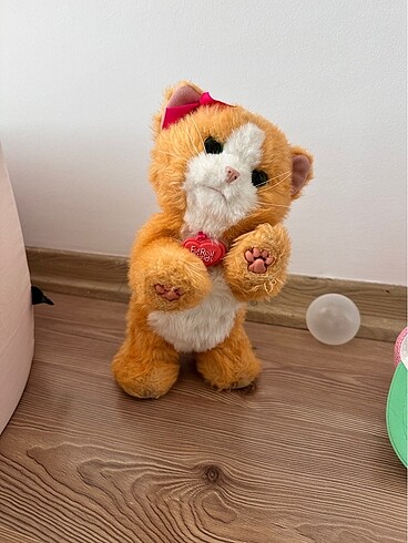 Eğitici kedi