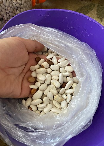 Organik köy fasülyesi - Görsel 2