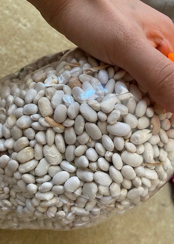 Beyaz Fasulye organik köy fasülyesi - Görsel 3