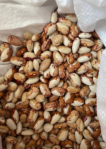 Organik Kuru Fasulye - Görsel 2