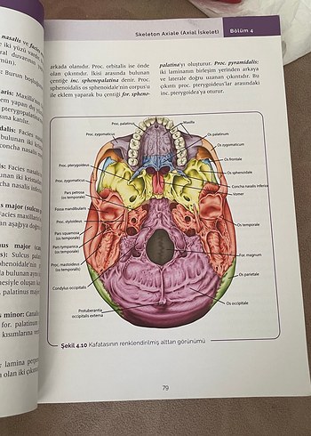  Beden Renk Adım Adım Anatomi Sağlık Kitabı