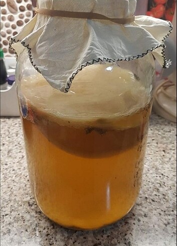  Beden 2 adet Kombucha mayası / scoby