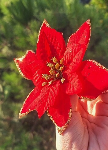 Kırmızı yılbaşı çiçeği 