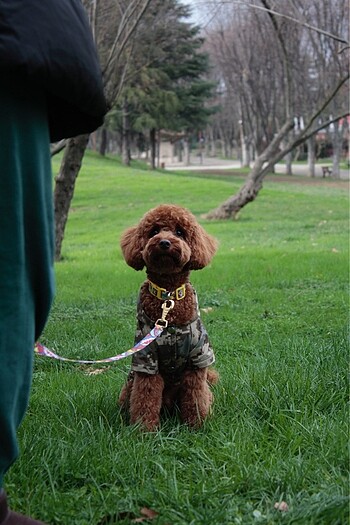  Beden Dogness köpek tasması ve gezdirme kayışı