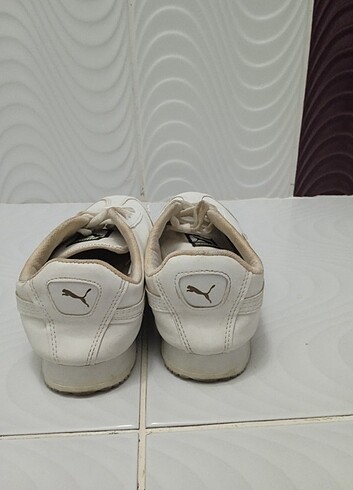 Puma roma