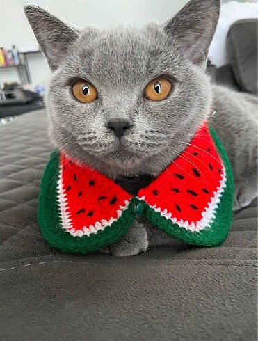 Kedi tasması
