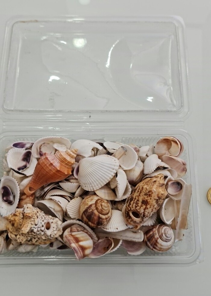 KARIŞIK DENİZ KABUKLARI VE UFAK BEYAZ TAŞLAR. GÖRSELDEKİ KUTU İÇ - Görsel 2