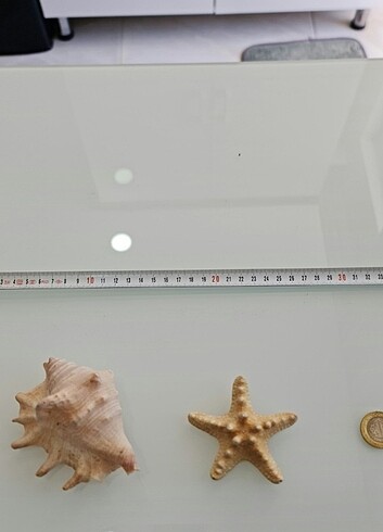 DENİZ YILDIZI VE DENİZ KABUĞU - Görsel 3