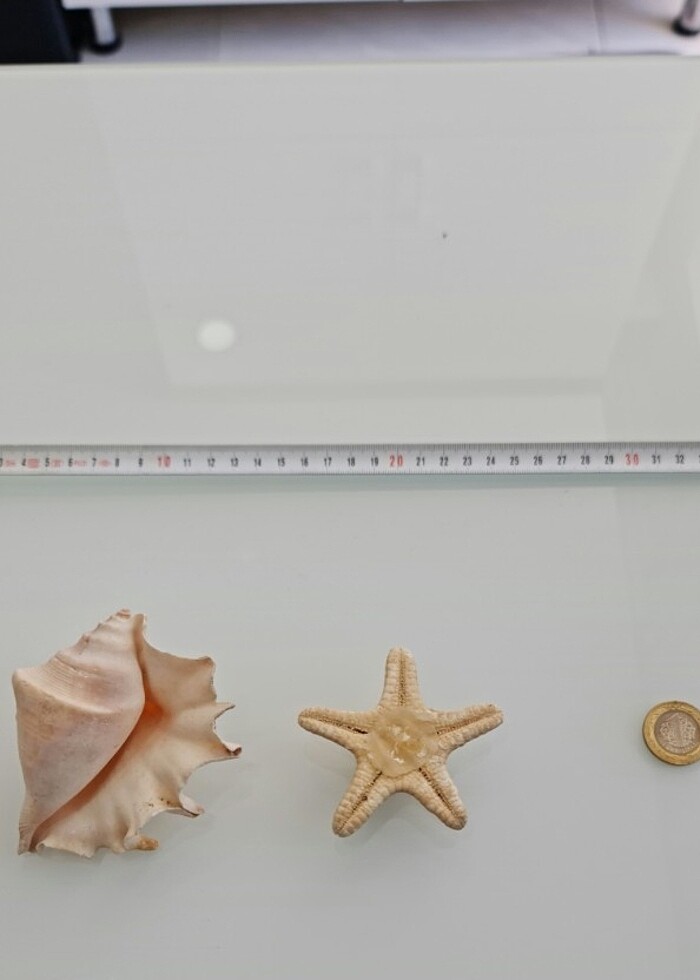 DENİZ YILDIZI VE DENİZ KABUĞU - Görsel 2