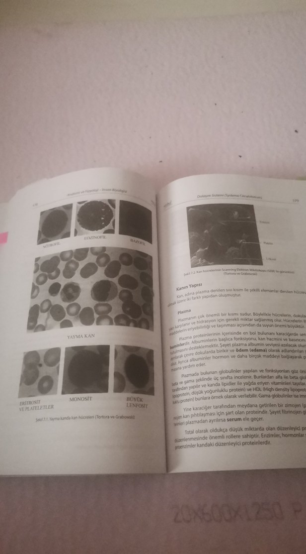 Anatomi ve Fizyoloji İnsan Biyolojisi Kitabı - Görsel 4