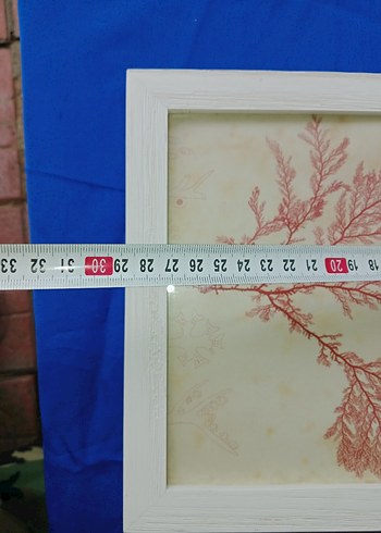 Kırmızı Mercan Bitkisi Duvar resim Çerçevesi - Görsel 3