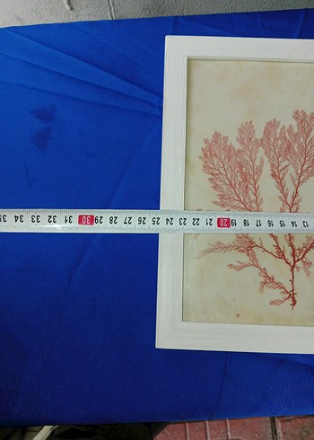 Kırmızı Mercan Bitkisi Duvar resim Çerçevesi - Görsel 2