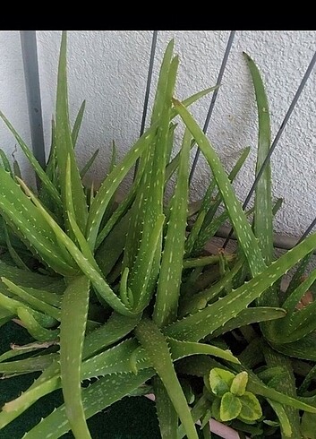 Aloevera
