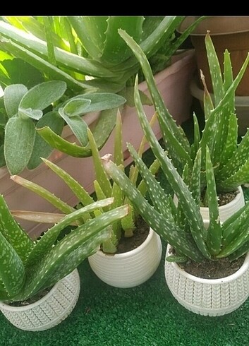 Aloevera 