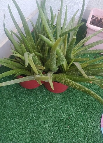 Beden Aloevera