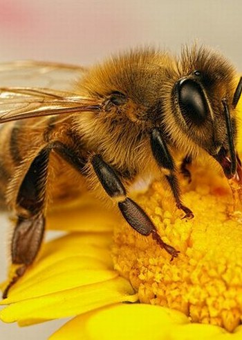 Arı desenli kolye - Görsel 6