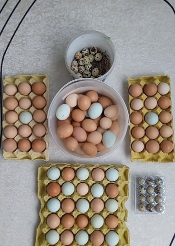 Beden KULUÇKALIK YUMURTA