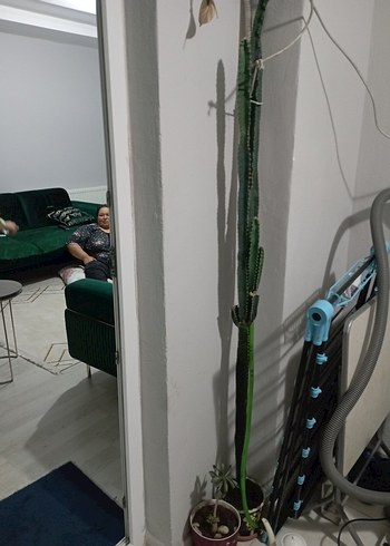 Pastel Turkuaz Renkli Dekoratif Kaktüs - Görsel 5