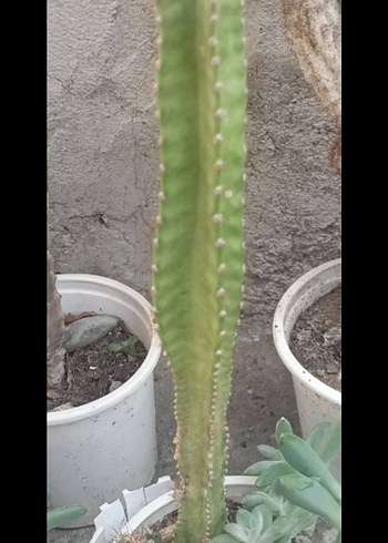 Pastel Turkuaz Renkli Dekoratif Kaktüs - Görsel 6