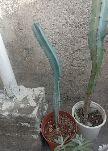 Pastel Turkuaz Renkli Dekoratif Kaktüs - Görsel 3