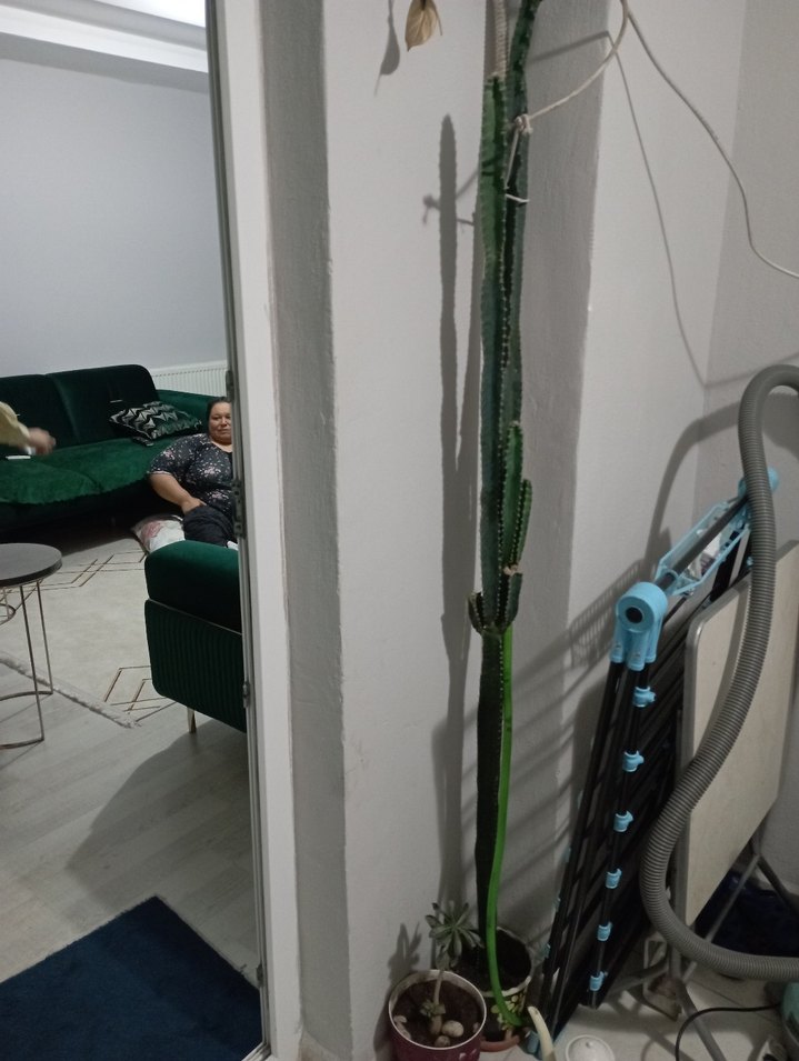 Pastel Turkuaz Renkli Dekoratif Kaktüs - Görsel 5