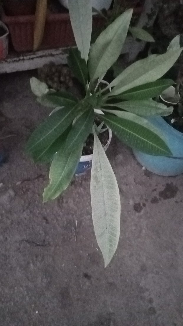 Pastel Turkuaz Renkli Dekoratif Kaktüs - Görsel 2